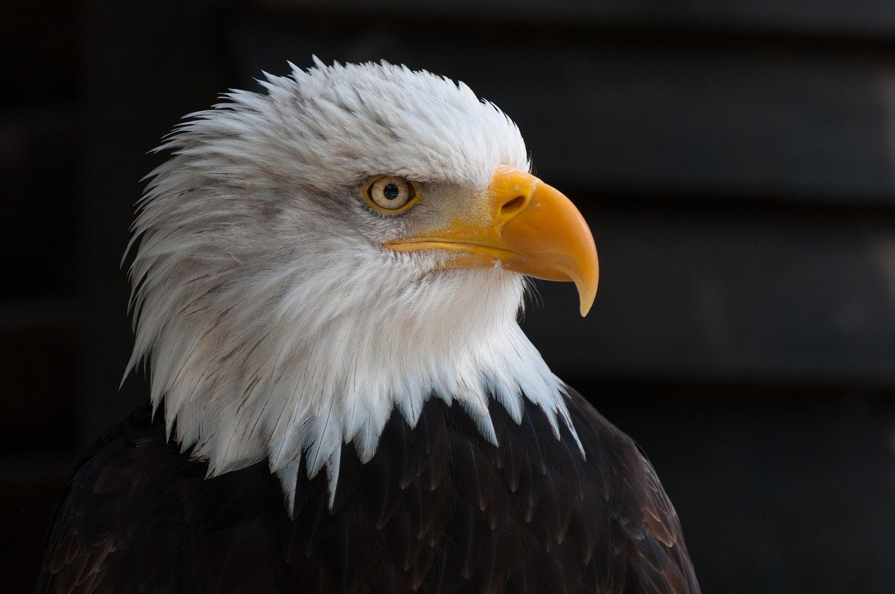 découvrez comment déposer une plainte concernant l'équipe de football eagle et trouvez toutes les informations nécessaires pour résoudre votre problème efficacement.