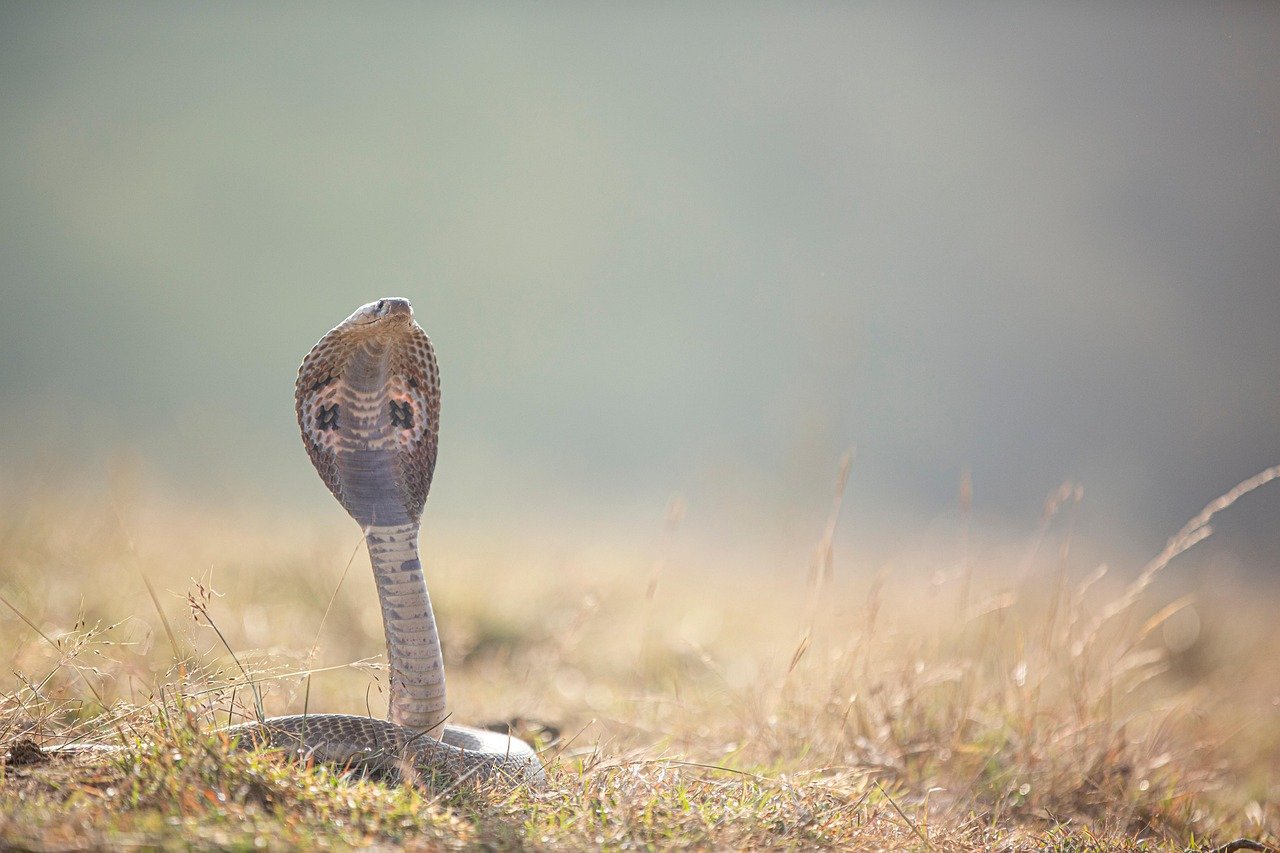découvrez le serpent de terre français, une espèce protégée aux couleurs vives, souvent observée dans les milieux humides de france. apprenez-en plus sur son habitat, son comportement et son rôle écologique.