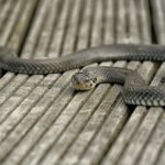 découvrez tout sur les couleuvres verts, leurs habitats, comportements et conseils pour les observer en toute sécurité.