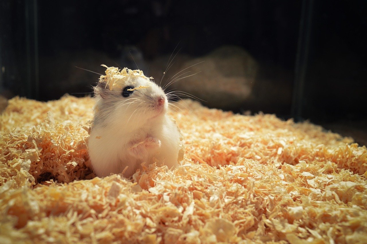 découvrez les meilleurs habitats pour hamsters, alliant confort et sécurité pour votre petit compagnon. conseils et astuces pour aménager son espace de vie idéal.