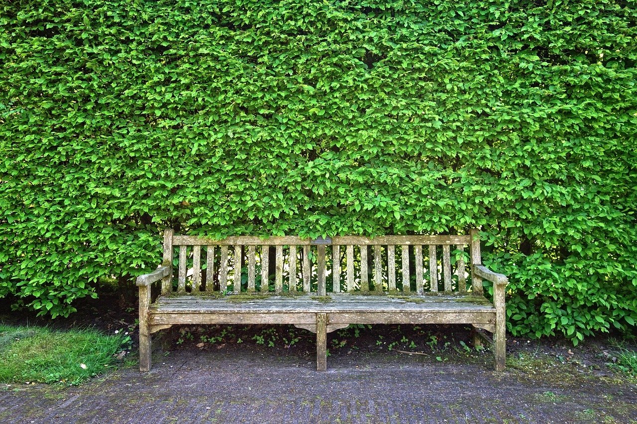 informations essentielles sur la législation relative à l'entretien des haies, vos droits et obligations pour un jardin conforme.
