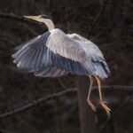 découvrez l'habitat naturel, un environnement essentiel où la faune et la flore prospèrent en harmonie avec la nature.
