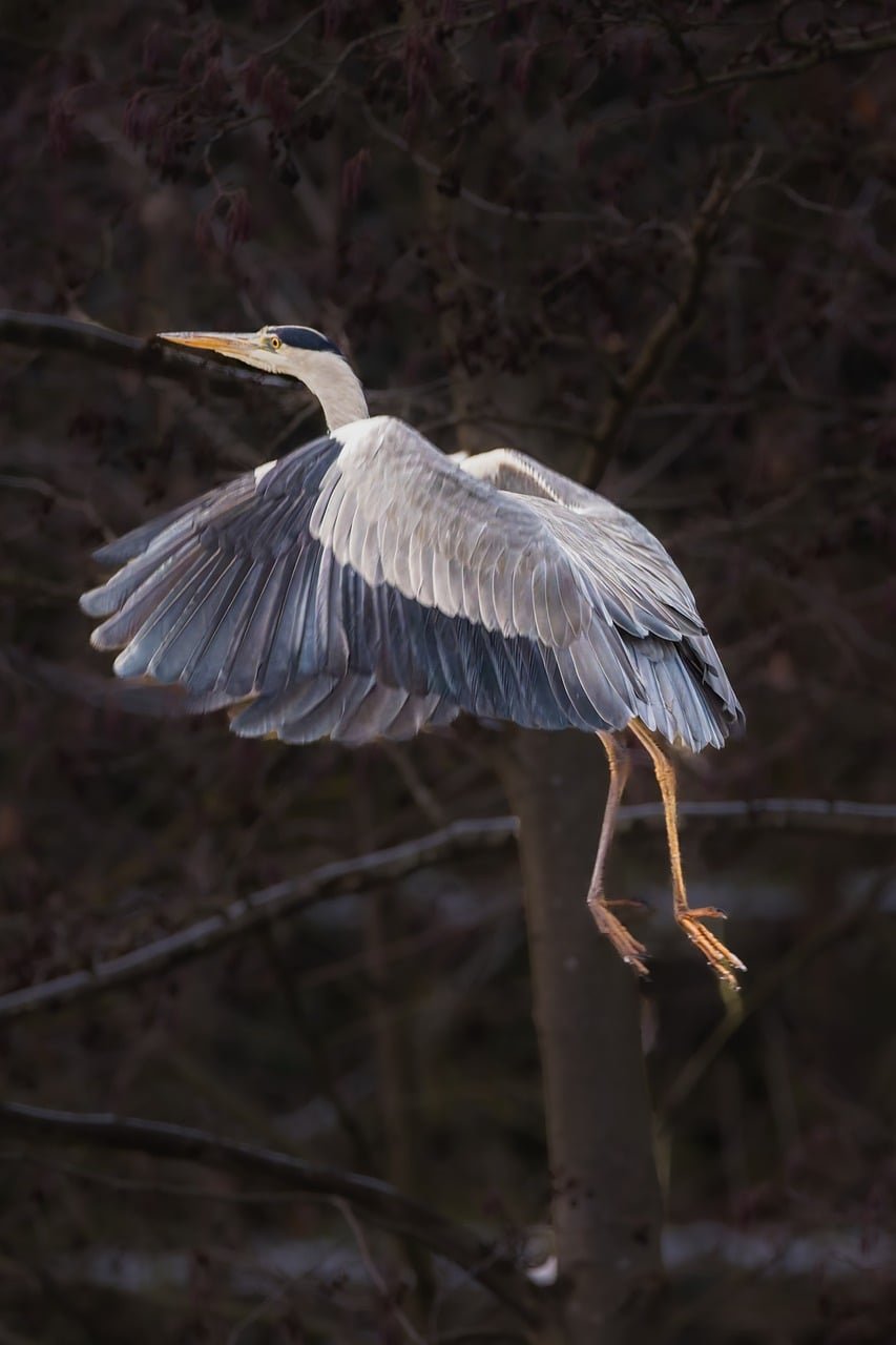 découvrez l'habitat naturel, un environnement essentiel où la faune et la flore prospèrent en harmonie avec la nature.