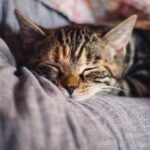 découvrez l'importance du sommeil pour votre santé et bien-être, avec des conseils pour améliorer la qualité de vos nuits.
