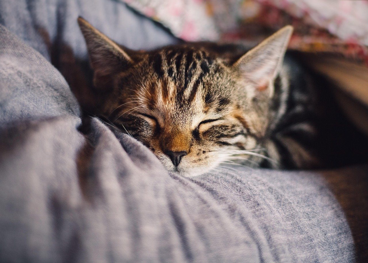 découvrez l'importance du sommeil pour votre santé et bien-être, avec des conseils pour améliorer la qualité de vos nuits.