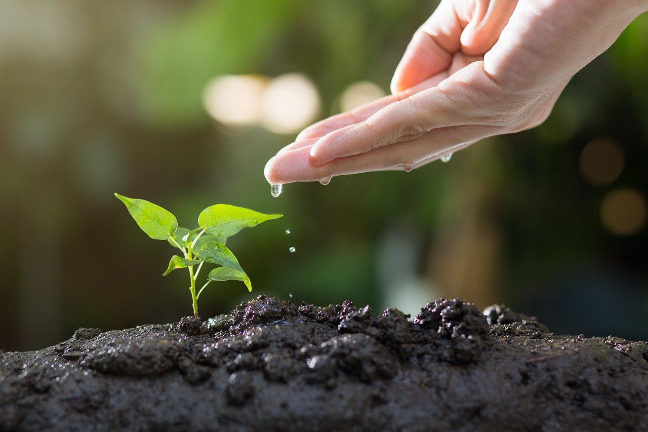 découvrez des conseils pratiques et astuces pour réussir votre jardinage de printemps, du choix des plantes à l'entretien essentiel pour un jardin florissant.