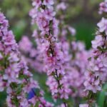 profitez de notre vente de printemps exceptionnelle avec des réductions incroyables sur une sélection d'articles. ne manquez pas nos offres limitées pour rafraîchir votre garde-robe et votre maison!