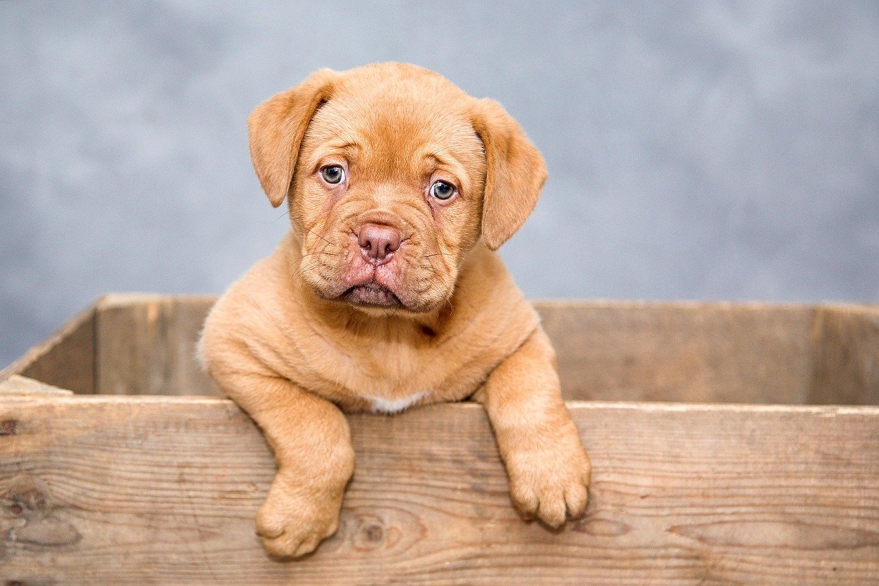 therapy-dogs-1 À l’Ehpad Menez Du de Gourin, les chiens apportent bien plus que de la compagnie : un vrai cocon de câlins pour les résidents