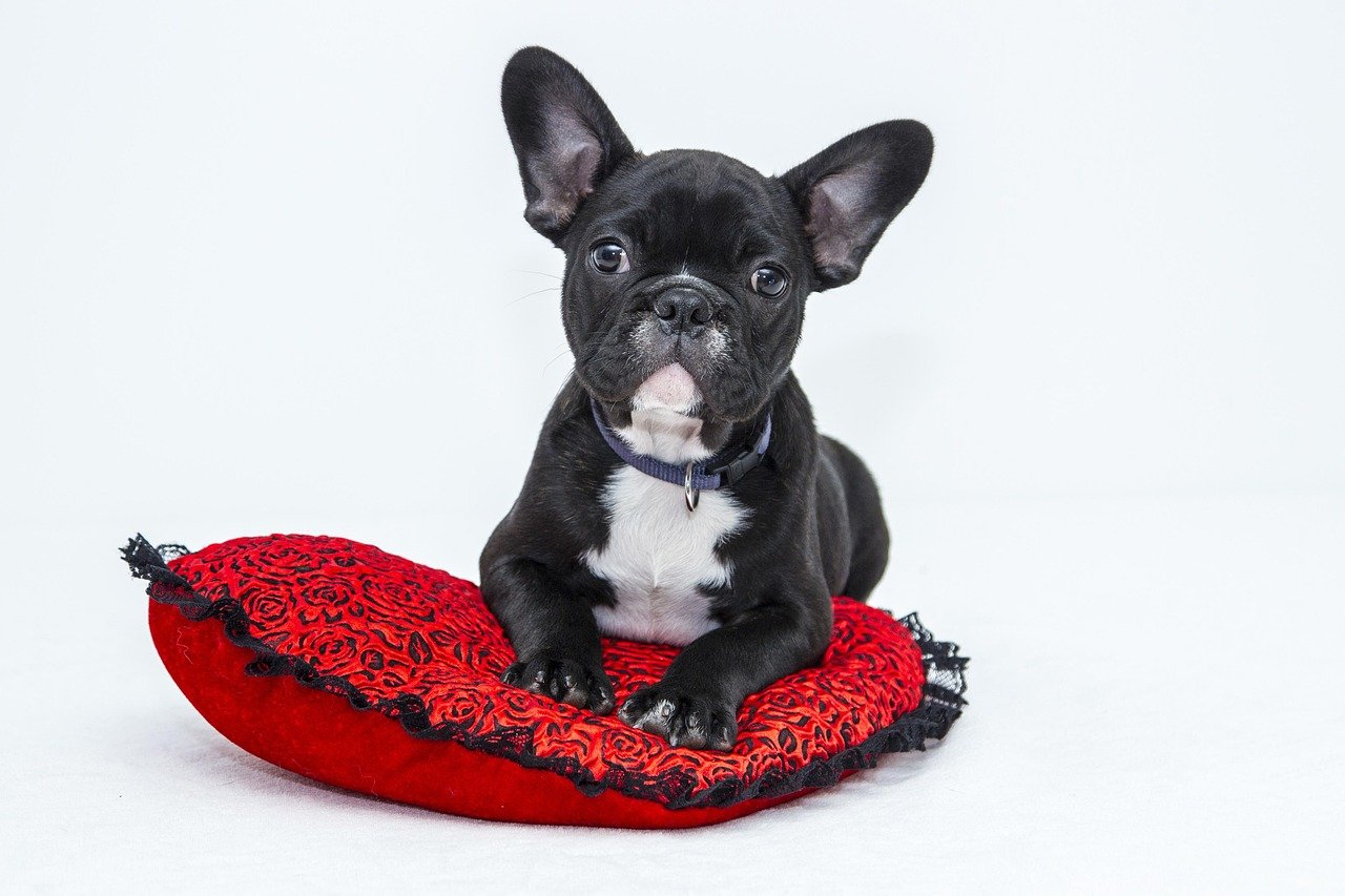 therapy-dogs-2 À l’Ehpad Menez Du de Gourin, les chiens apportent bien plus que de la compagnie : un vrai cocon de câlins pour les résidents