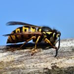 découvrez les avantages de la cohabitation avec les guêpes et comment elles peuvent contribuer à l'équilibre écologique.