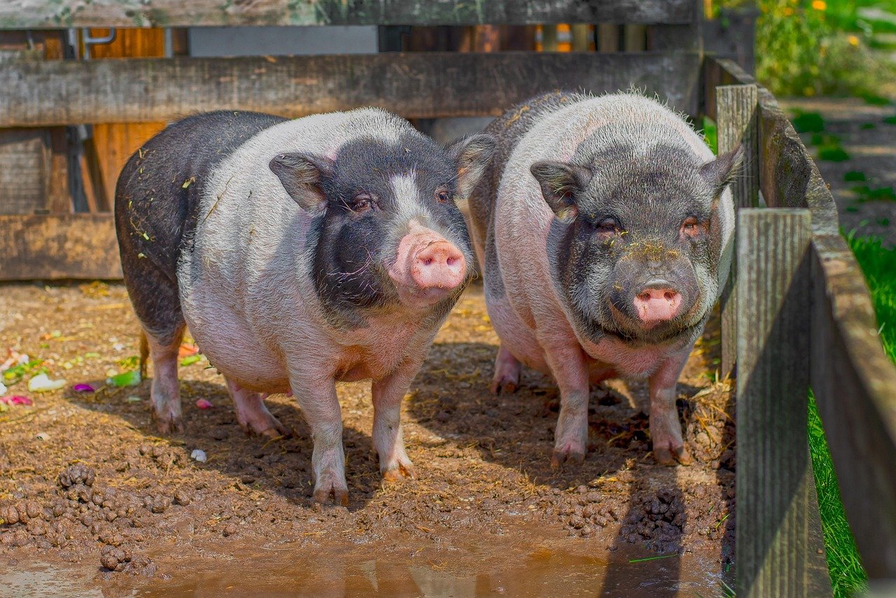 découvrez les principes du bien-être animal et les meilleures pratiques pour assurer la santé et le respect des animaux dans tous les contextes.