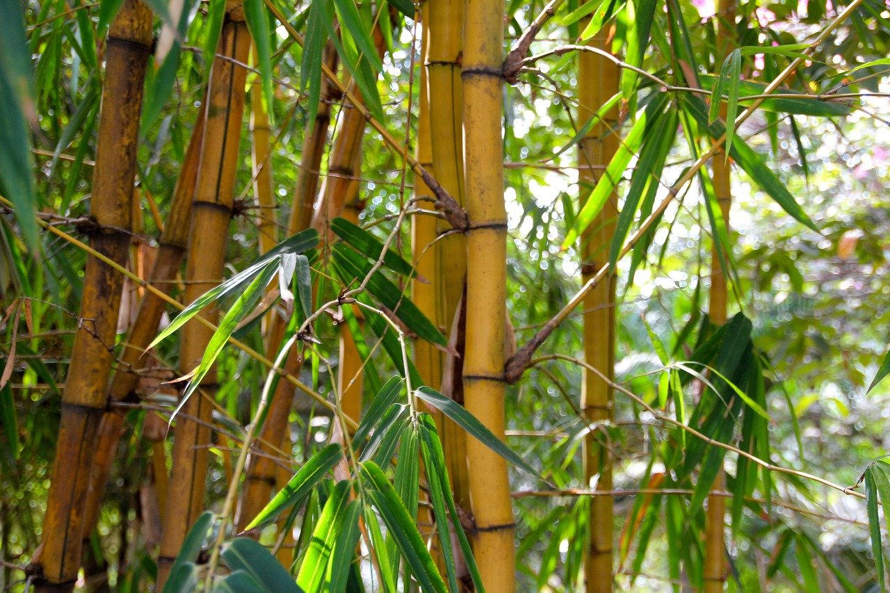 découvrez bamboo invasion, une expérience immersive captivante où la nature luxuriante rencontre l'aventure. plongez dans un monde de bambous et laissez-vous surprendre par ses merveilles.