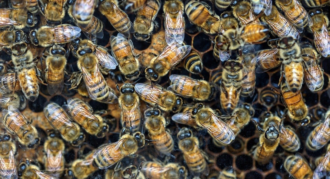 découvrez les stratégies estivales des abeilles pour survivre et prospérer pendant les mois chauds, incluant la gestion de la température, la collecte de nectar et la protection de la ruche.
