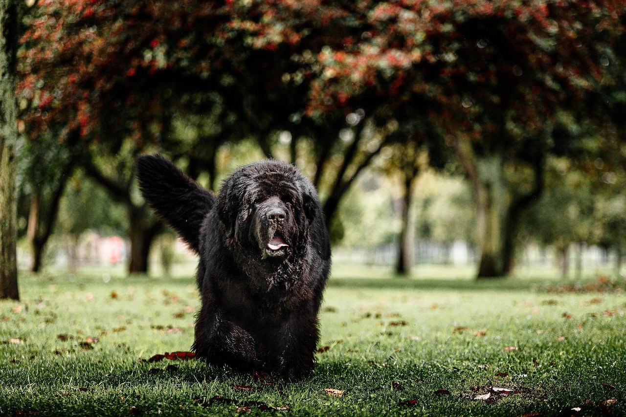 newfoundland-dog-1 Le Terre-Neuve : un compagnon idéal pour les familles avec jeunes enfants ?