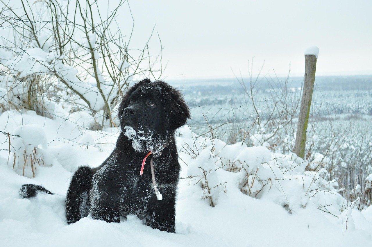 newfoundland-dog-2 Le Terre-Neuve : un compagnon idéal pour les familles avec jeunes enfants ?