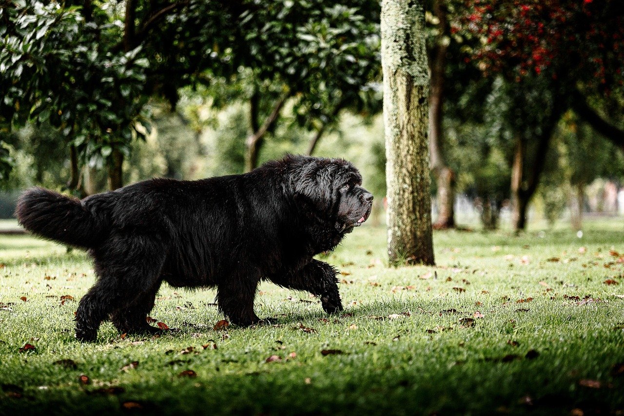 découvrez le chien terre-neuve, une race douce et robuste connue pour sa grande taille, sa nature affectueuse et ses capacités exceptionnelles en sauvetage aquatique.