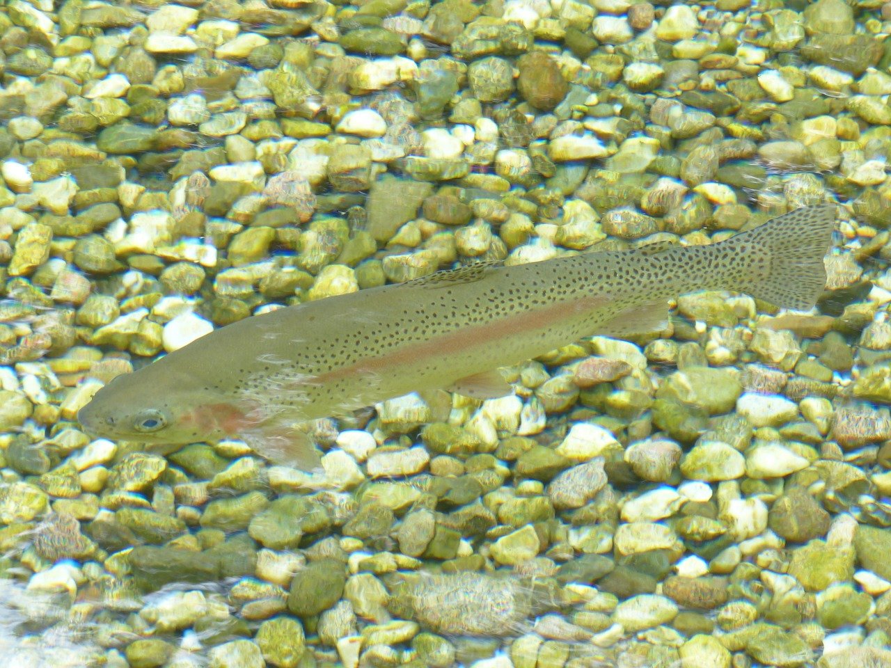 découvrez notre ferme piscicole spécialisée dans l'élevage de saumons de qualité supérieure, respectueuse de l'environnement et engagée dans la durabilité.