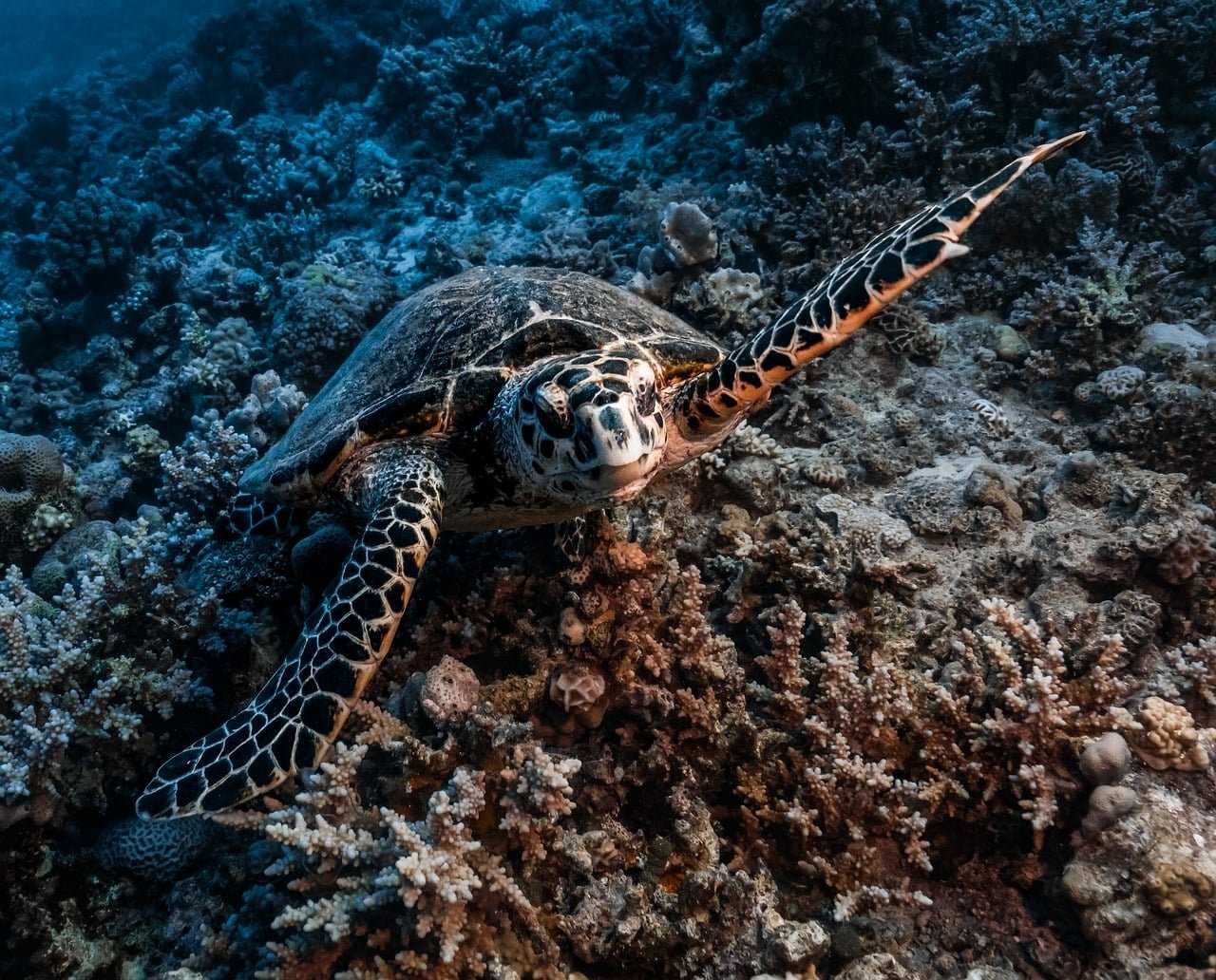 découvrez les mystères de l'exploration sous-marine et plongez dans un monde fascinant rempli de créatures marines, d'épaves et d'aventures inoubliables.