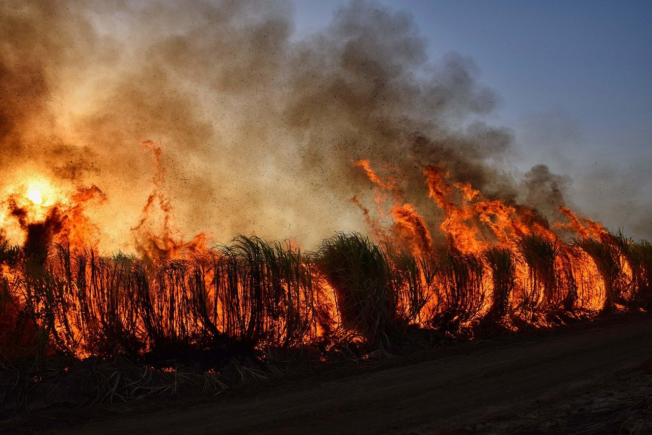 découvrez les causes, impacts et mesures de prévention des feux de forêt pour mieux comprendre et agir face aux incendies sauvages.