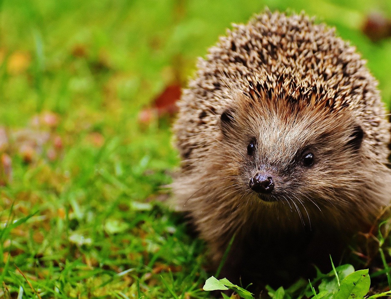 découvrez un jardin naturel dédié à la faune sauvage, un espace où plantes et animaux cohabitent en harmonie pour un écosystème riche et préservé.